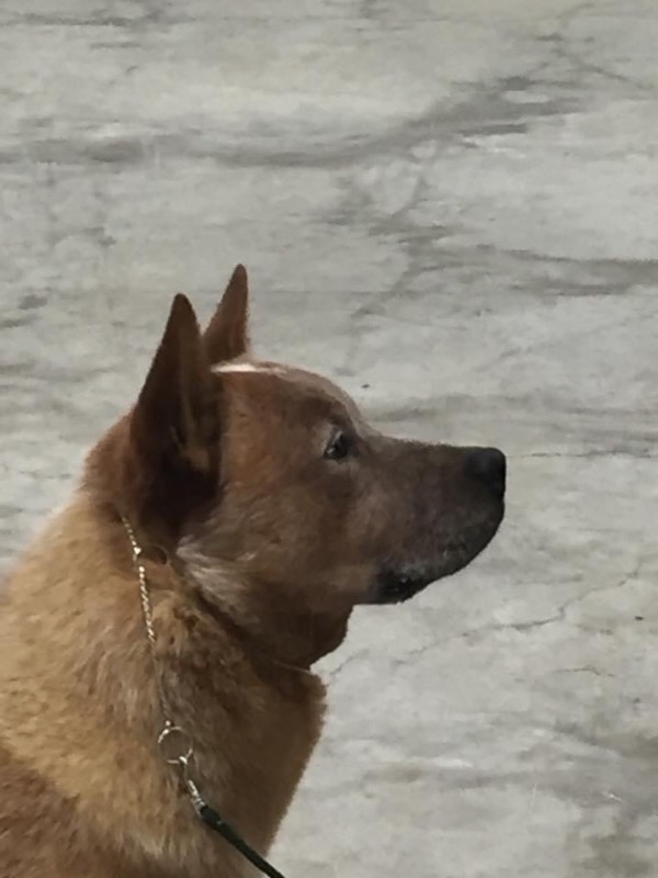 Rugby Australian Cattle Dogs Byeyo Kennels(Perm) Reg.