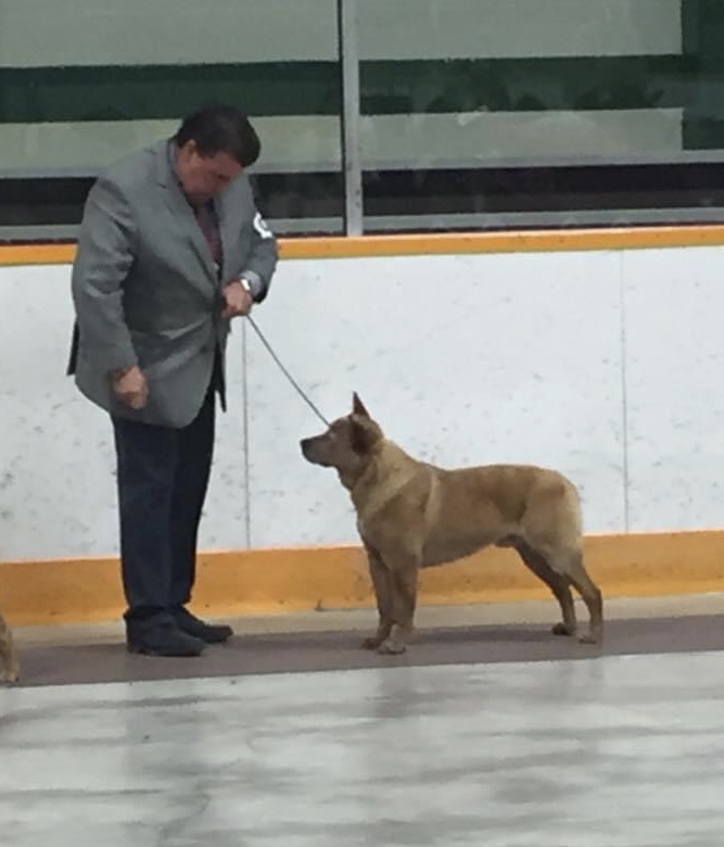 Rugby Australian Cattle Dogs Byeyo Kennels(Perm) Reg.