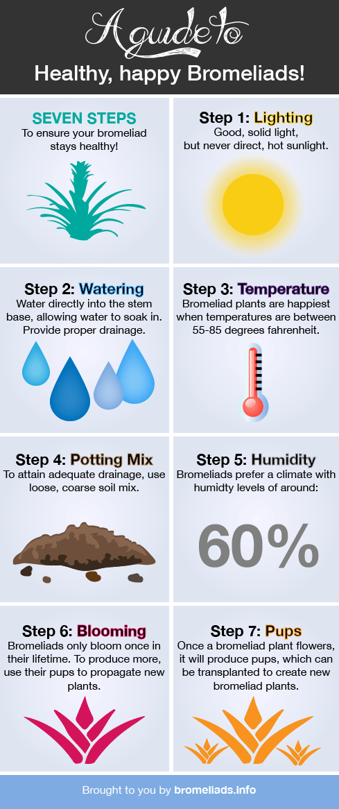 Keep Your Bromeliad Happy With 7 Easy Steps Cheat Sheet