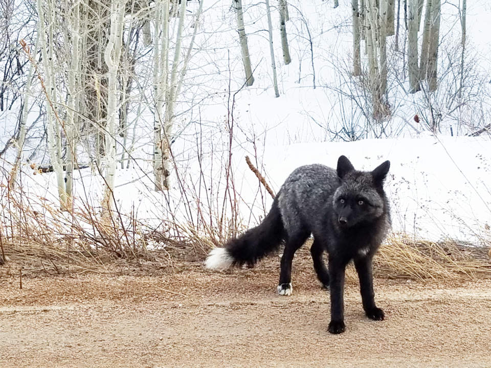 BlackFox Coal Creek Canyon Park and Recreation District