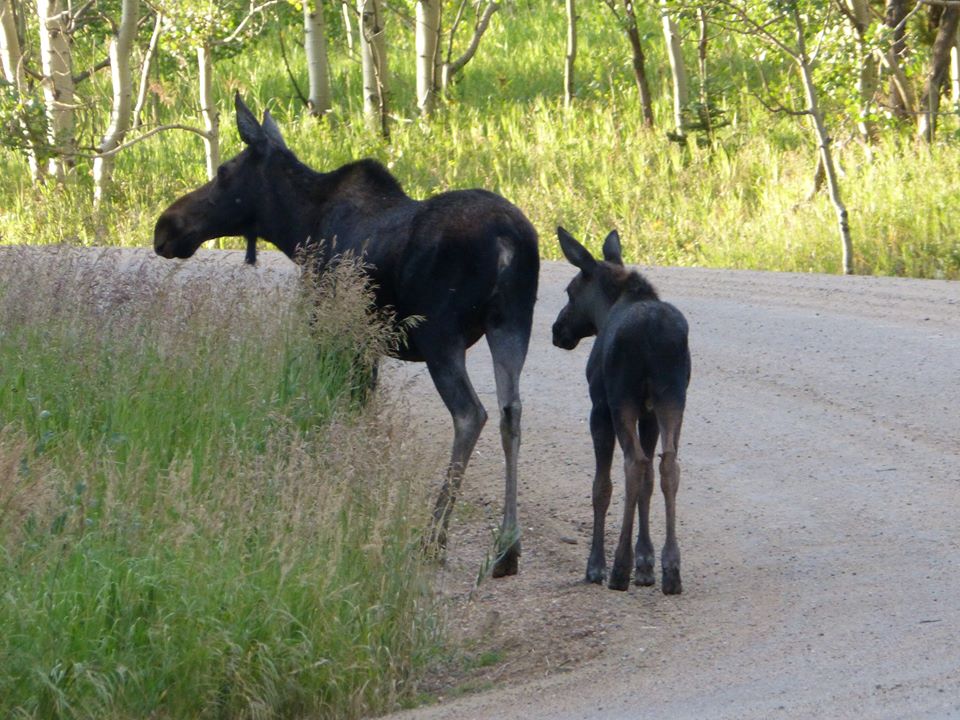 Erin_Block_moose and calf off Gap Rd. Coal Creek Canyon Park and