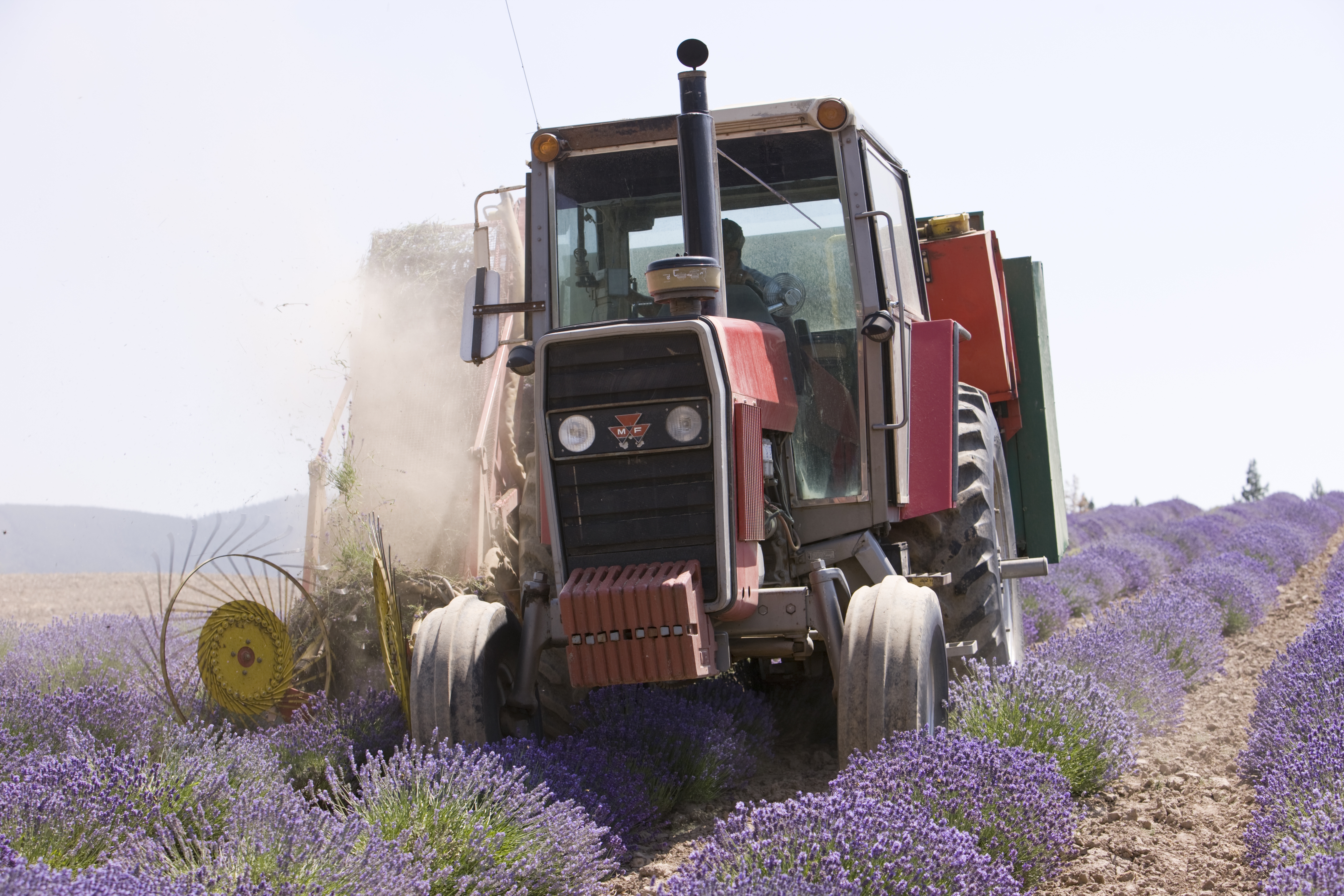 Growing Lavender What Are the Costs? D. Gary Young