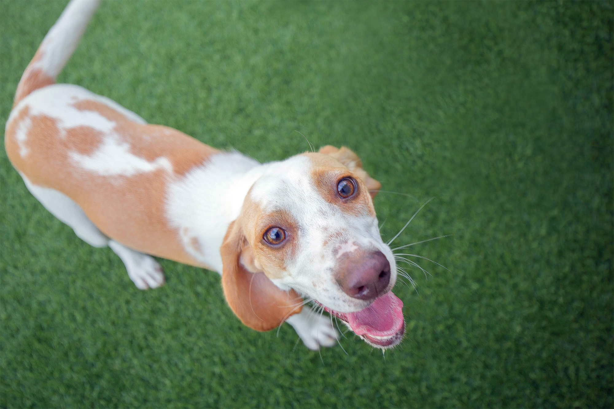 Dog Training Contact in Midlothian, VA Holiday Barn