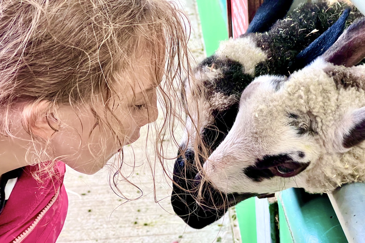 Review Bocketts Farm Park, near Leatherhead Surrey Muddy Stilettos