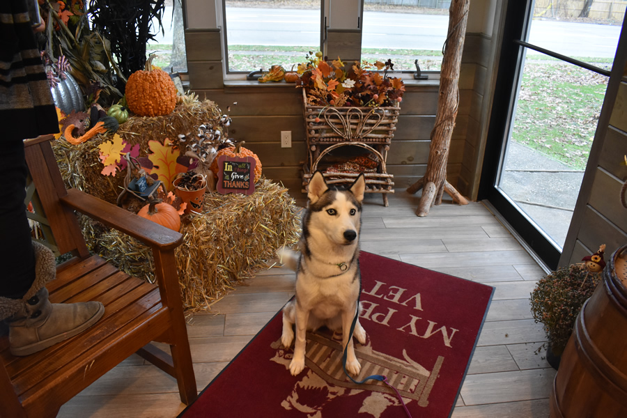 Resources My Pet's Vet