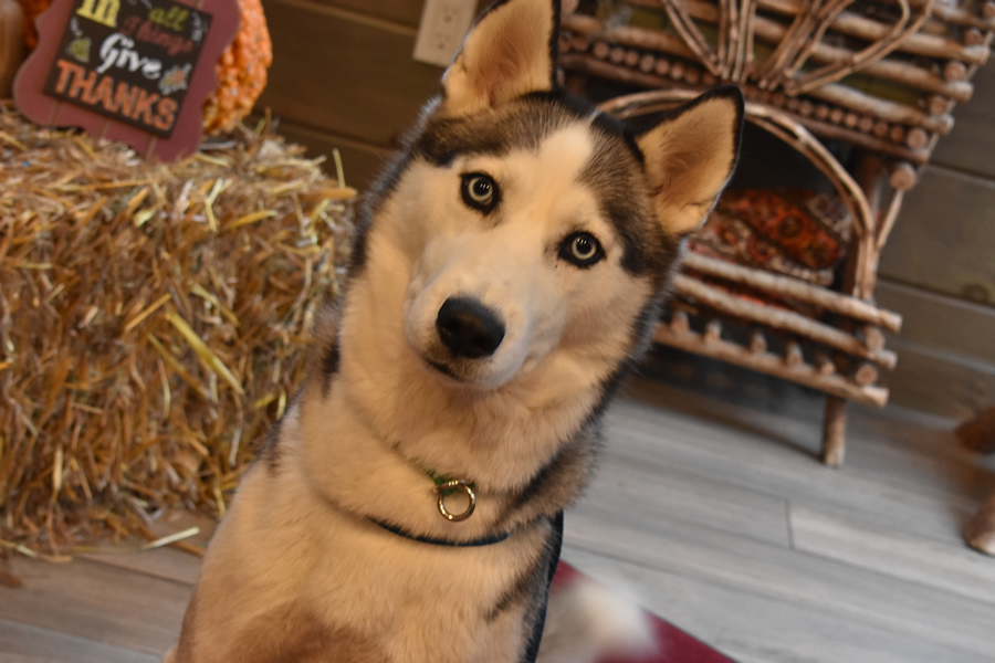 Resources My Pet's Vet