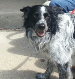 dak2 Handsome Border Collie available for adoption