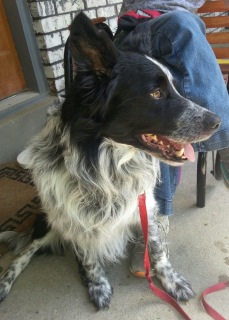 dak8 Dakota looking for a new family to love him.