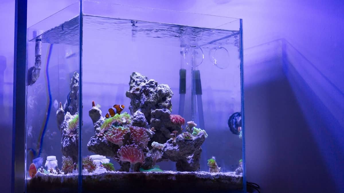 Best AllInOne Reef Aquarium Our Aquariums