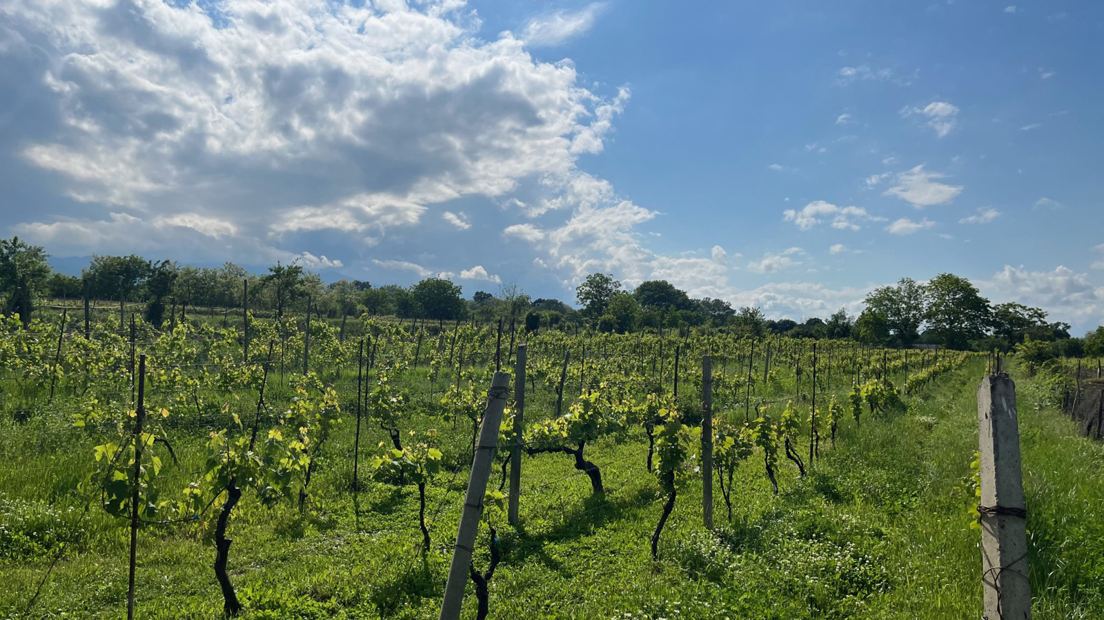 Buy Wine Online Qvevri Wines from Parsons Fine Imports