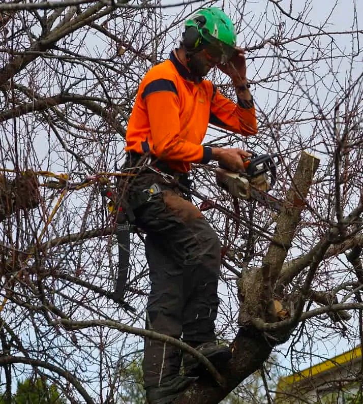 Tree Pruning, Topping & Hedge Trimming Kaiapoi Proarb Tree Specialists
