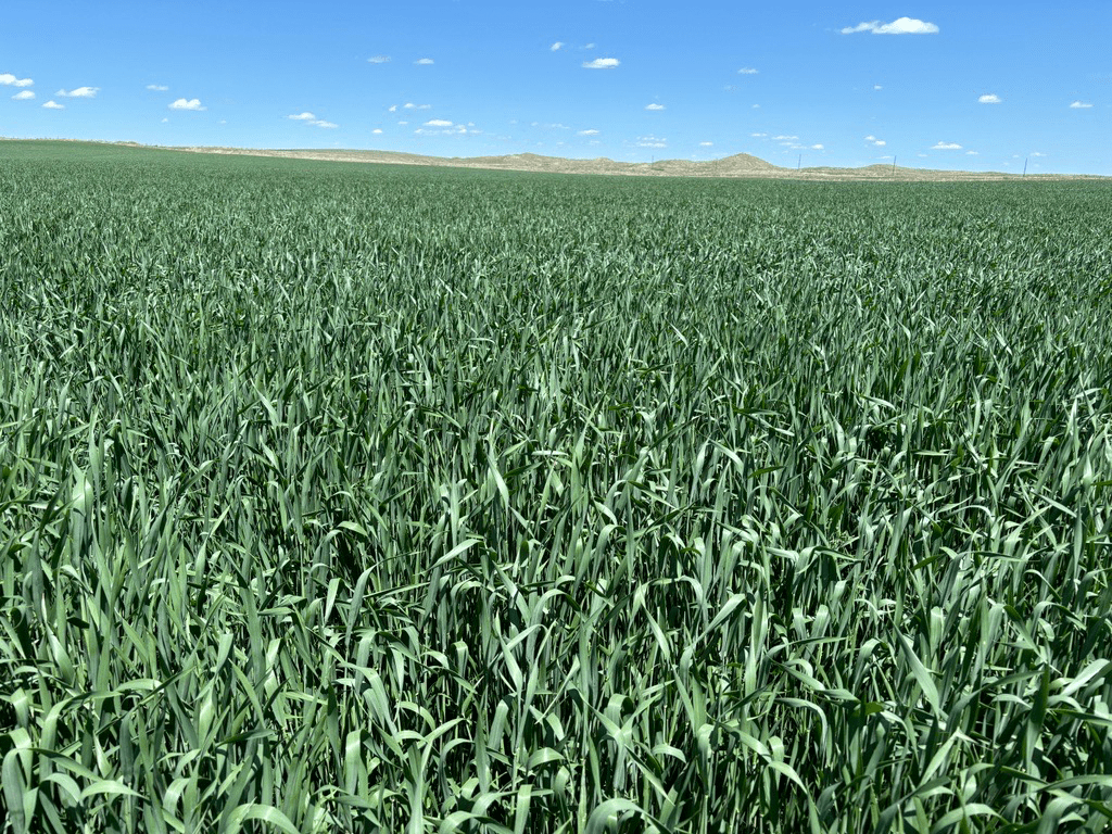 Winter Wheat Seed for Sale Renovo Seed