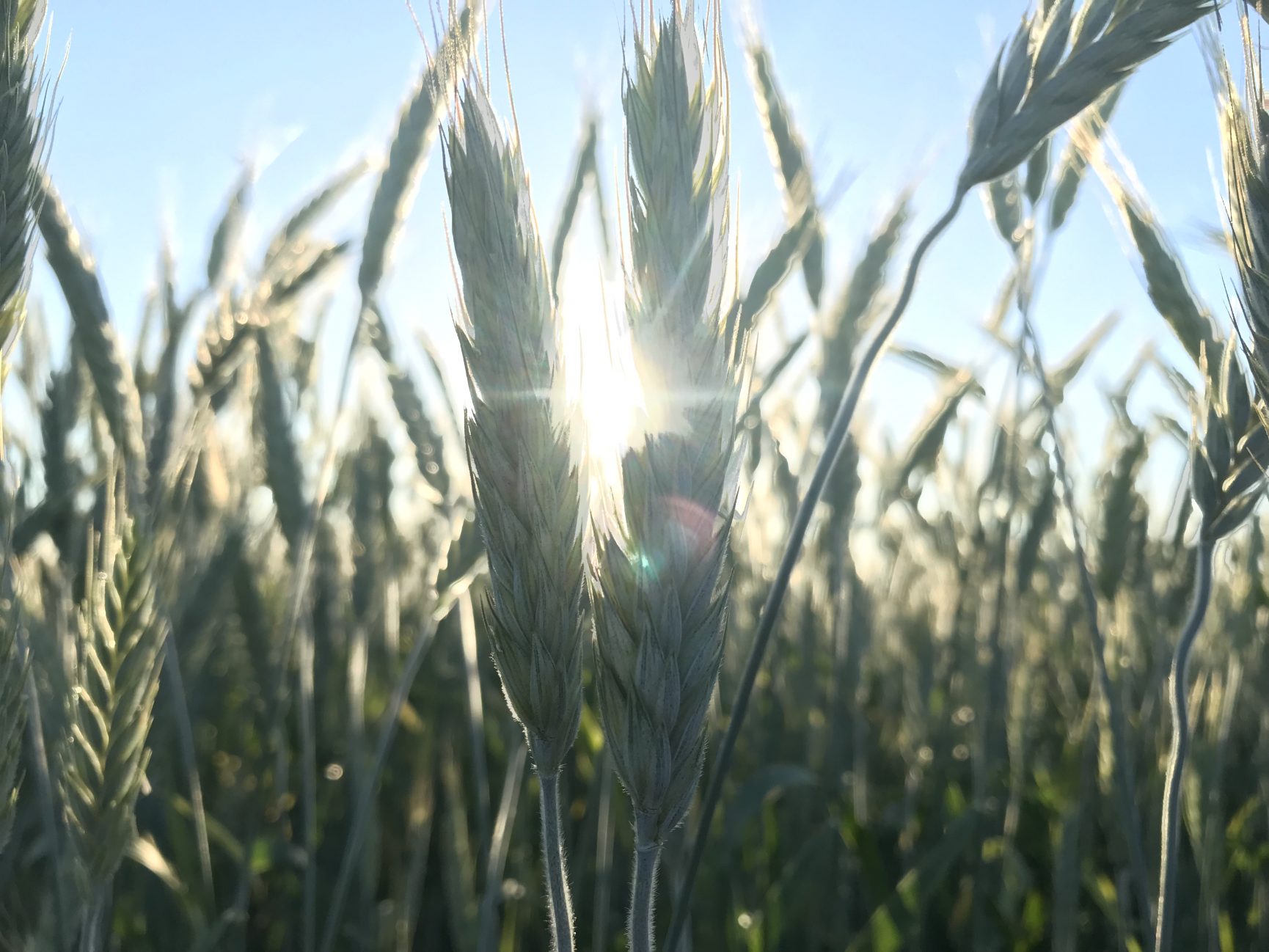 Double Cropping Begins with Cool Season Forages Renovo Seed