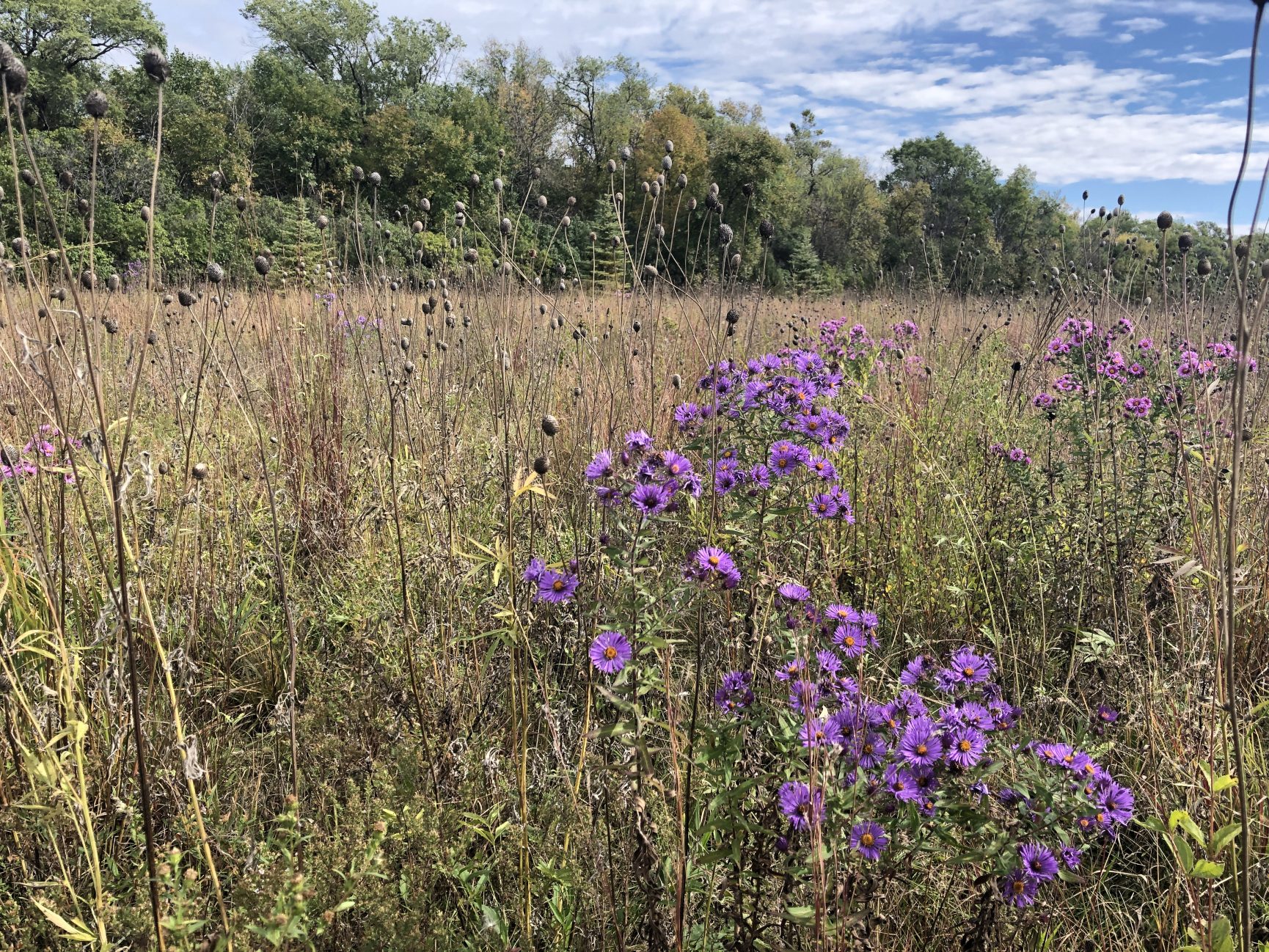 New England Aster Seed Renovo Seed