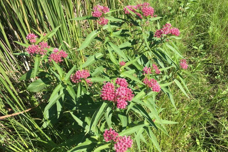 Swamp Milkweed Asclepias incarnata Renovo Seed