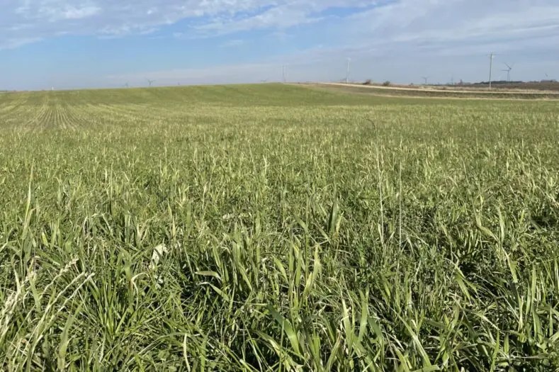 Grass Max Renovo Seed