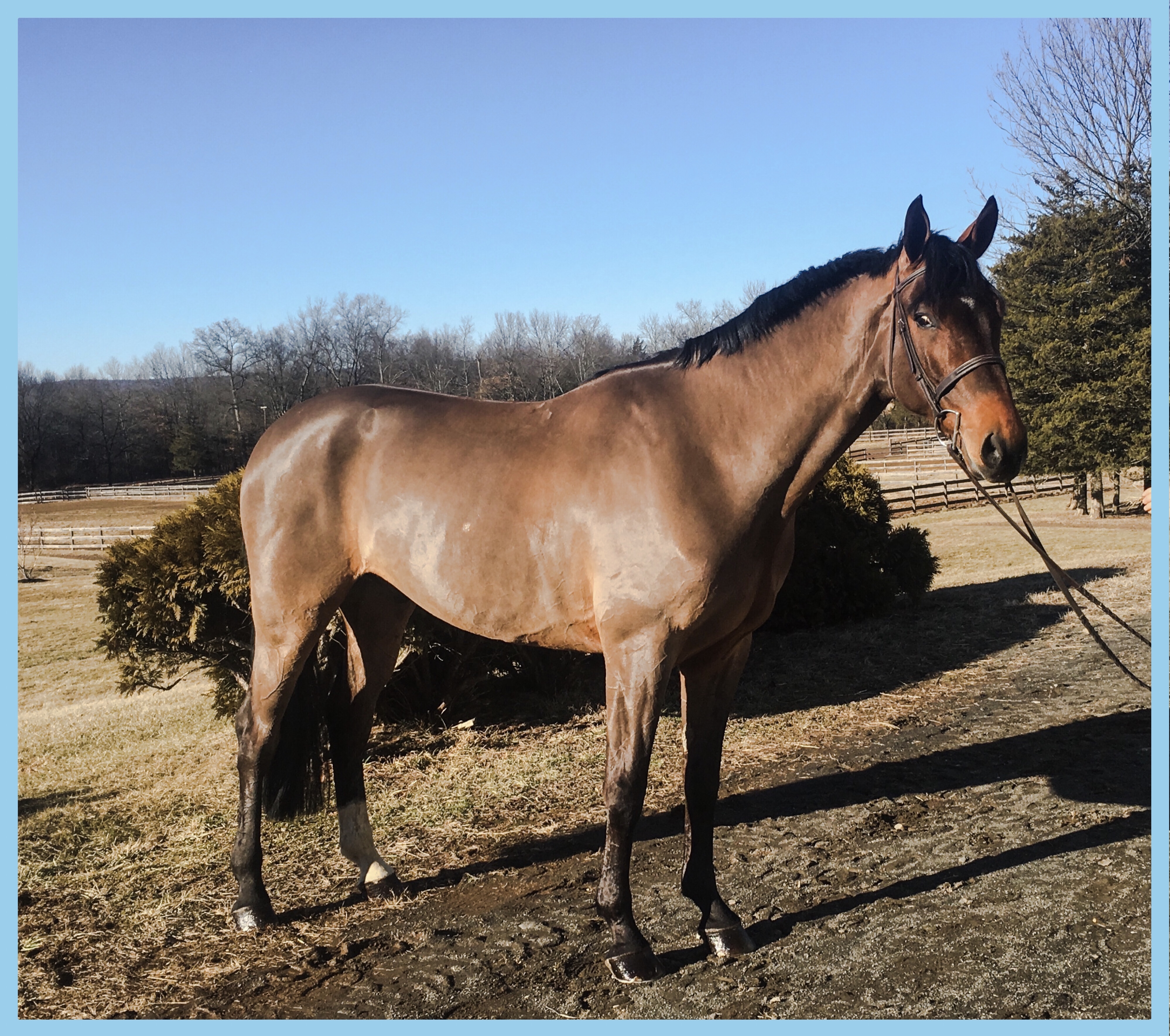 Reasonably Priced Imported Warmblood Horses for Sale in Northern NJ