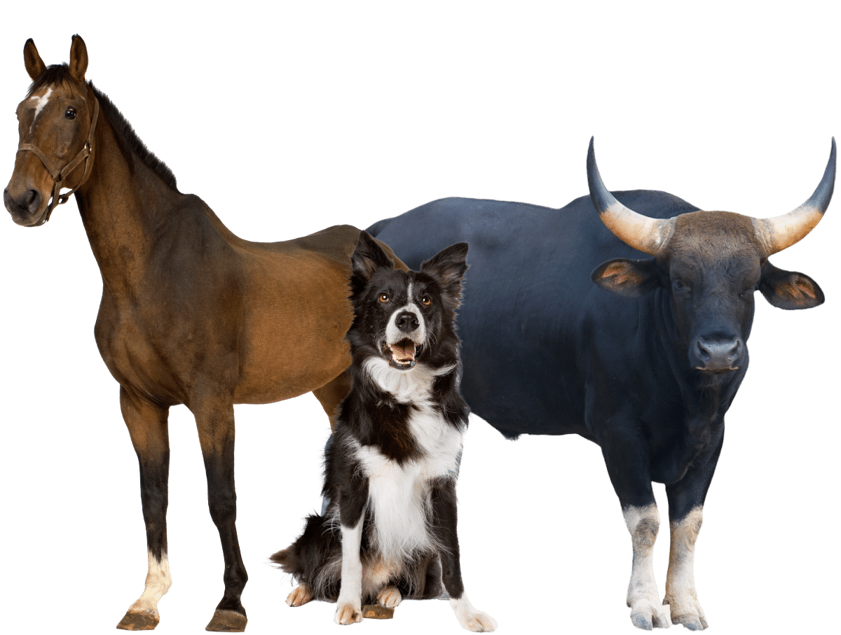 Home Ord Animal Clinic