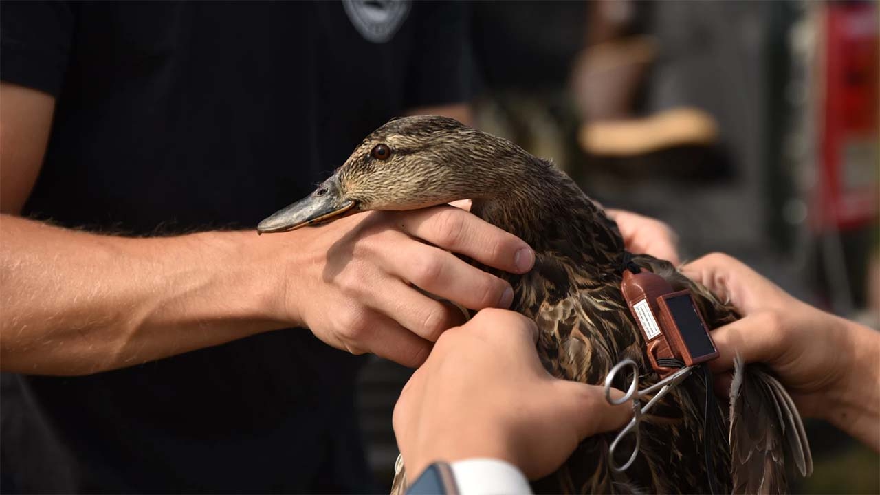 Why are mallard duck populations falling in the Great Lakes region