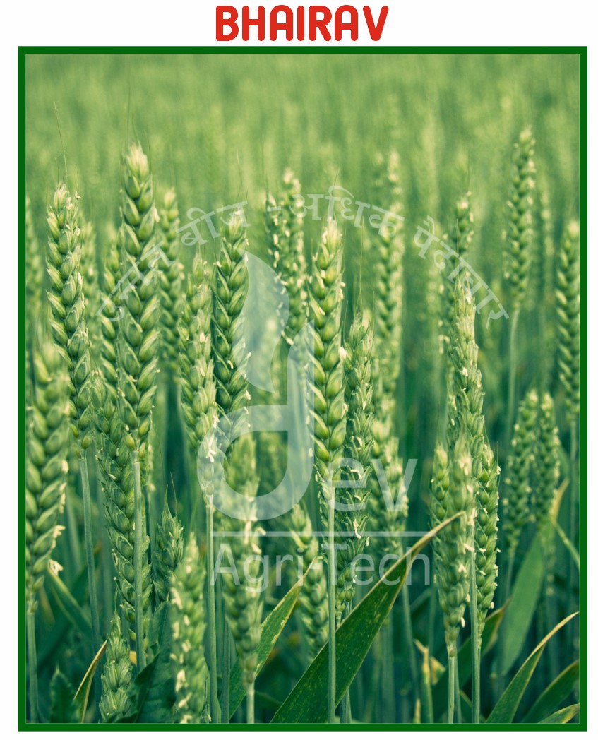 Wheat Bhairav Dev Agro Seed