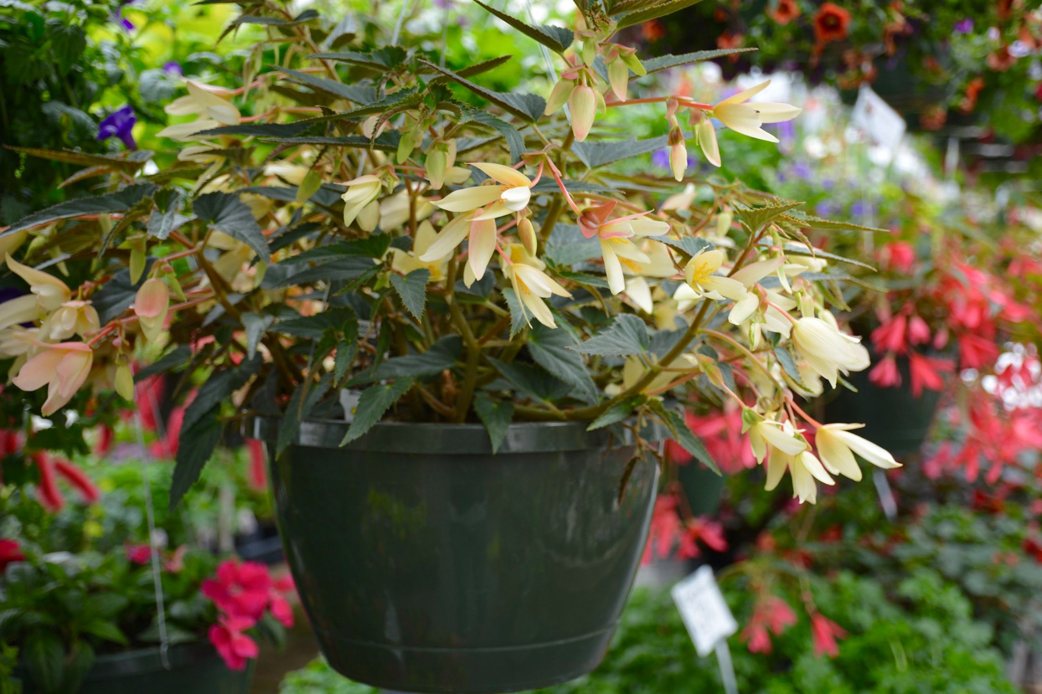 DeValk's Greenhouse and Gardens Green Bay