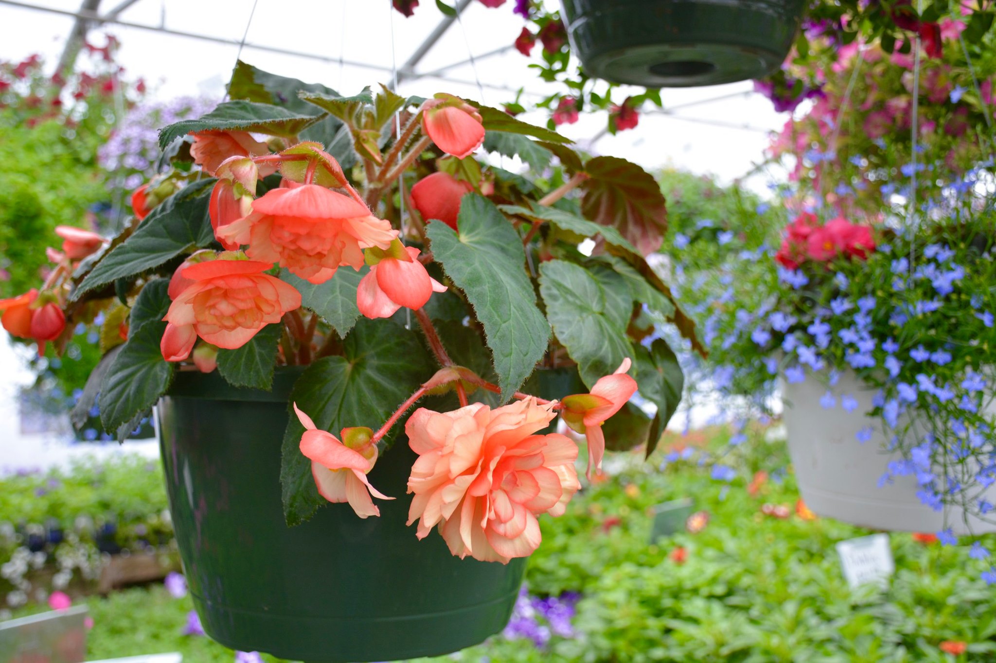 DeValk's Greenhouse and Gardens Green Bay