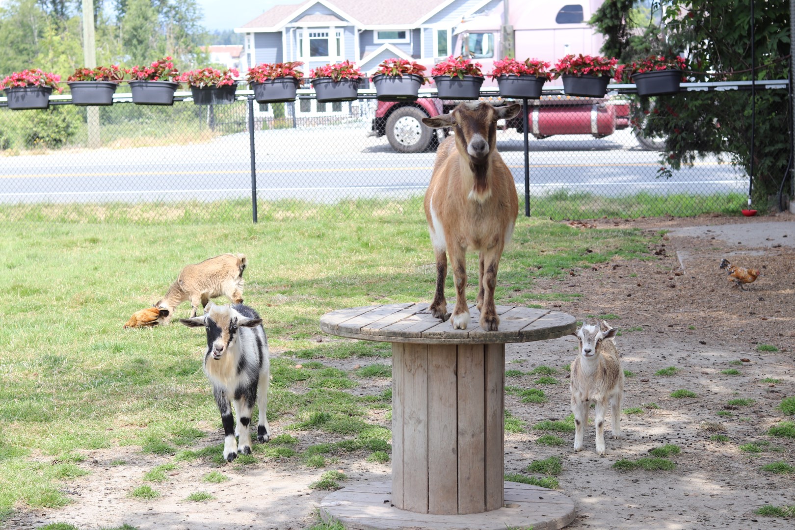 Petting Zoo Devan Greenhouses Ltd.
