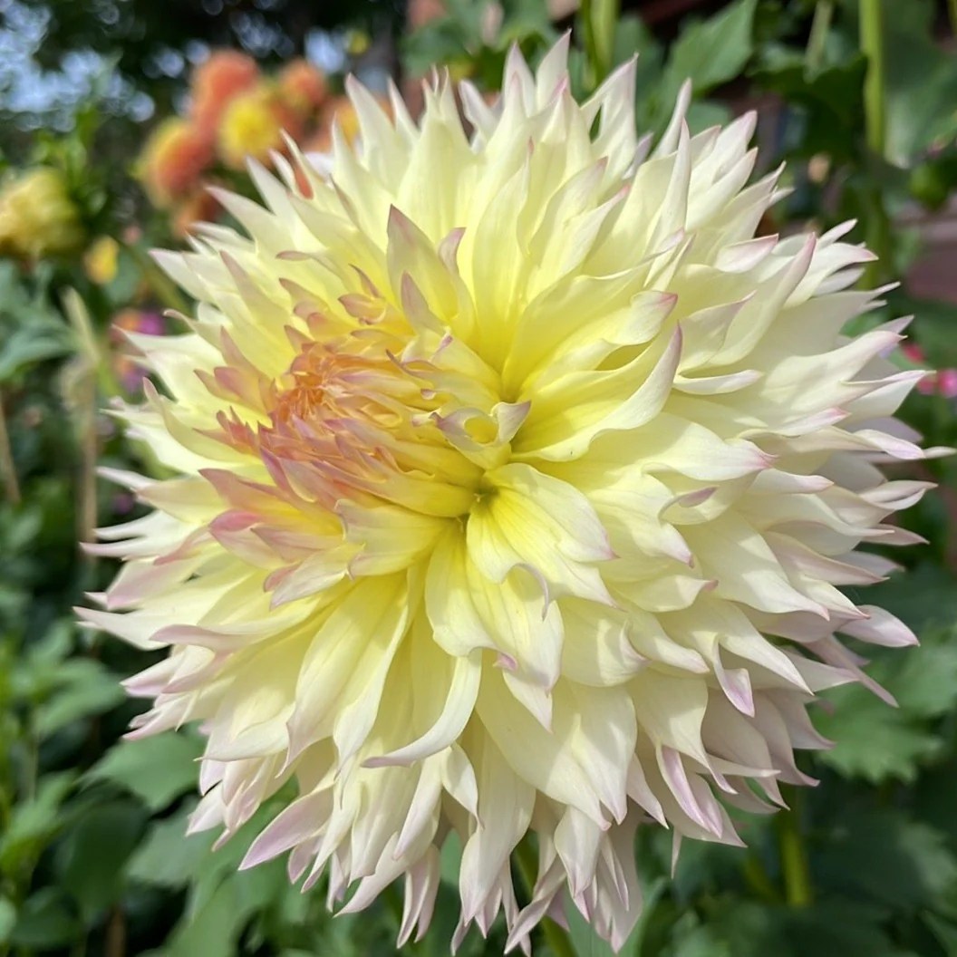 Citron Du Cap Dahlia Tuber CTDC Deva's Gardens