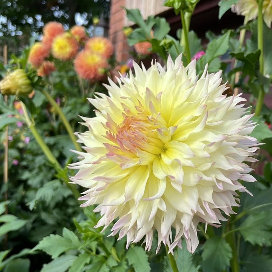Citron Du Cap Dahlia Tuber CTDC Deva's Gardens