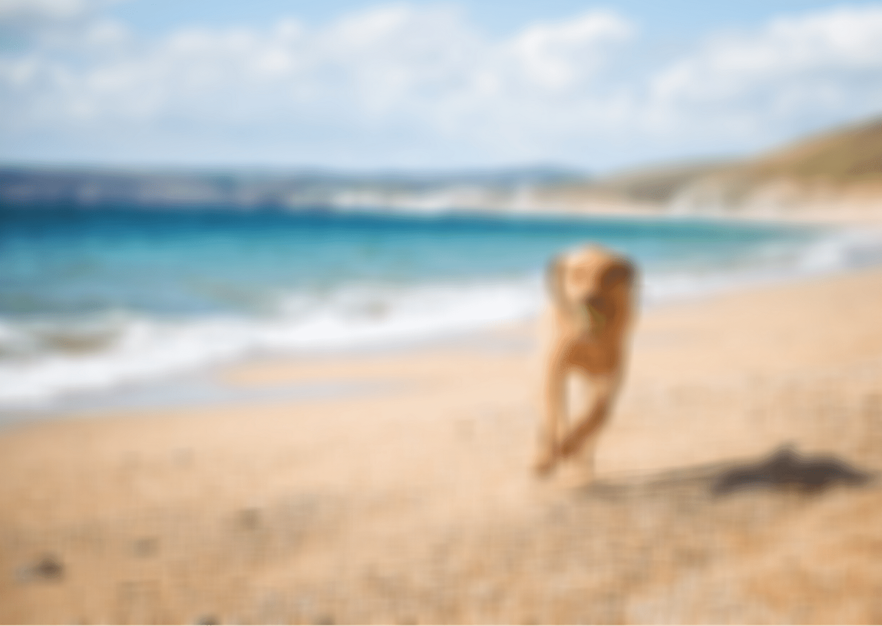 What Beaches Allow Dogs In South Wales