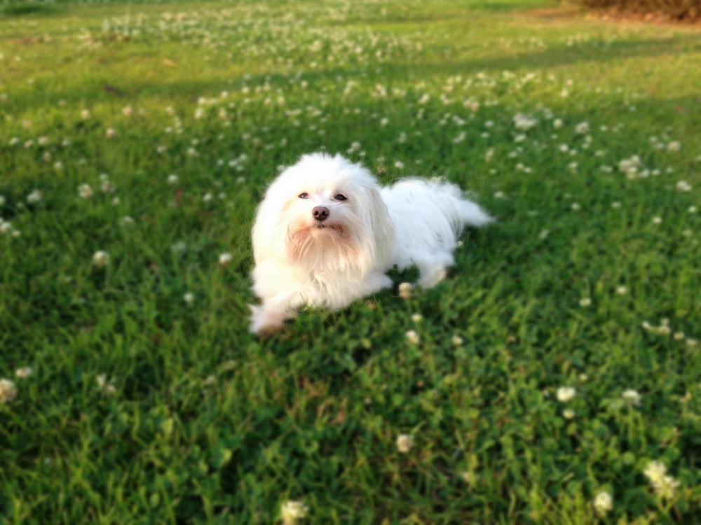 Spoiled Pet Spa is Expanding Developing Lafayette