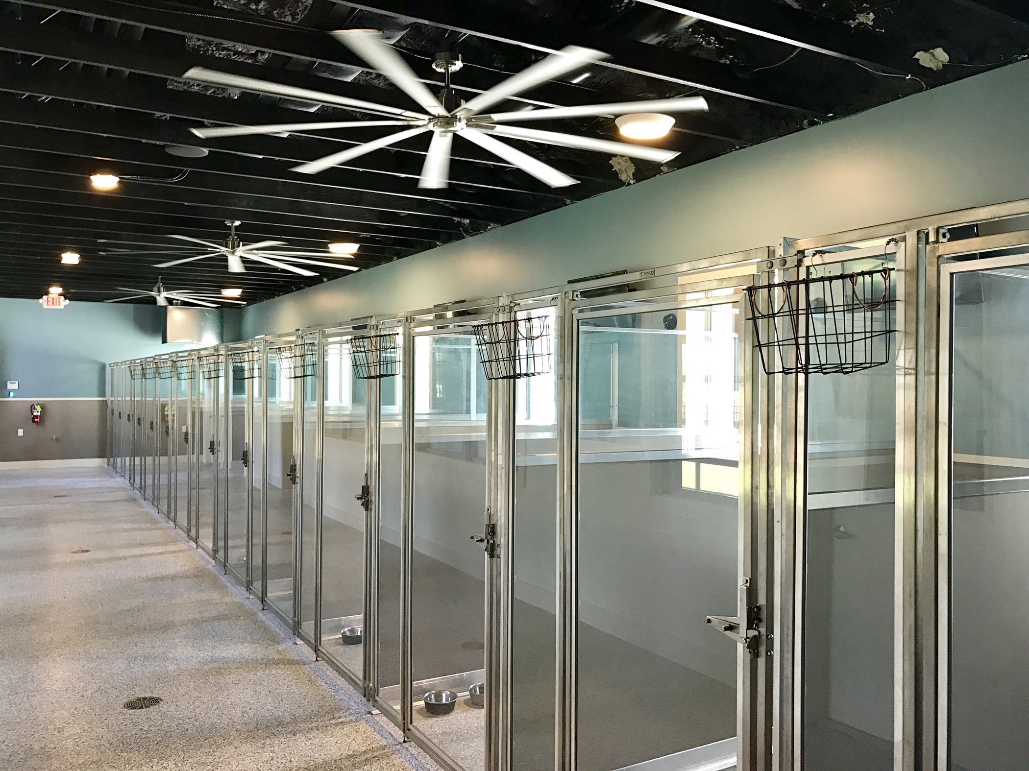 New Doggie Daycare, Paws & Paw Paws is Now Open Developing Lafayette