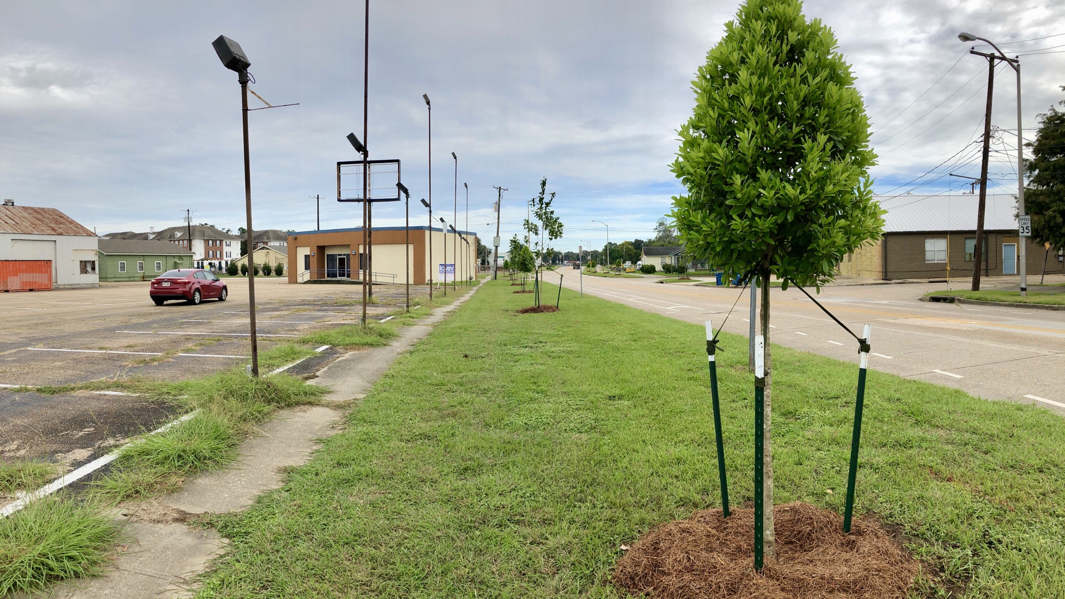 New Street Tree Planting Initiative Adopted By LCG After Taft Street