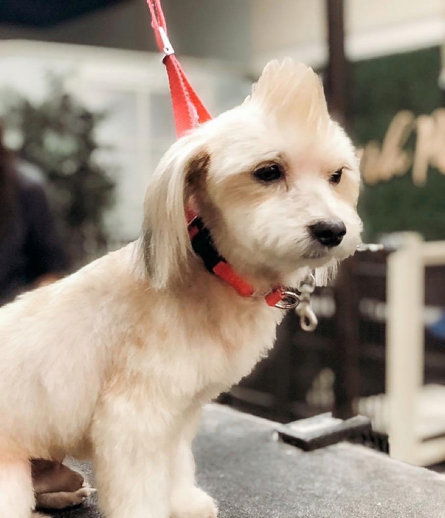 Bark Avenue, Local Doggie Spa, Daycare & Boutique, Is Expanding Into A