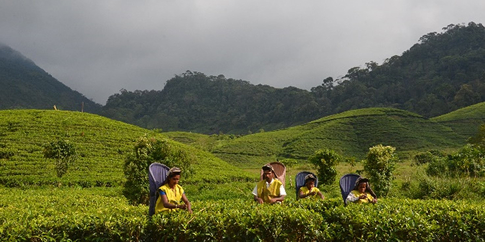 Making Sri Lanka's Tea Industry Sustainable Development Asia