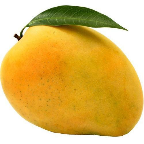 Different Types of Mangoes In India You Should Know About! Devgad Mango