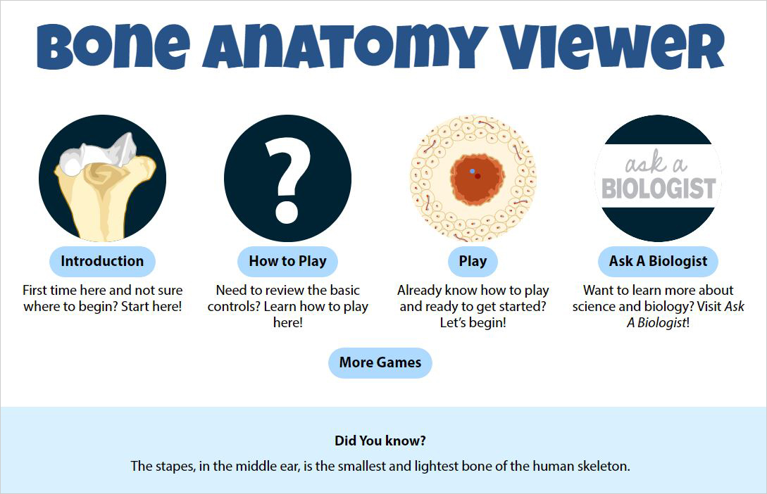 Bone Anatomy Deviche Designs