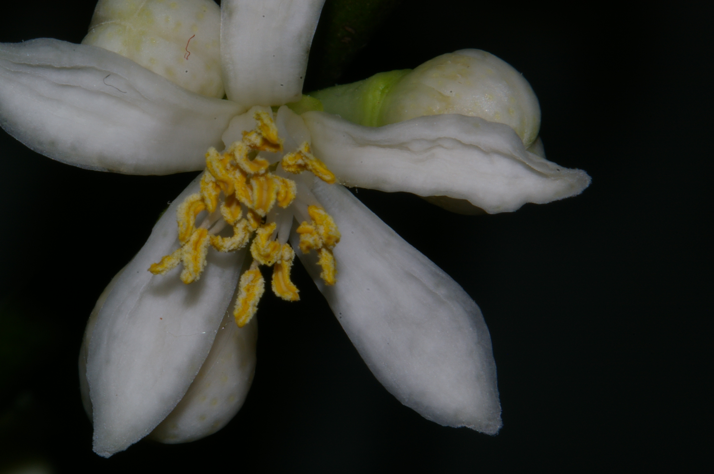 Key Lime Flower Random Thoughts by Lord Kalvan / Devil Anse