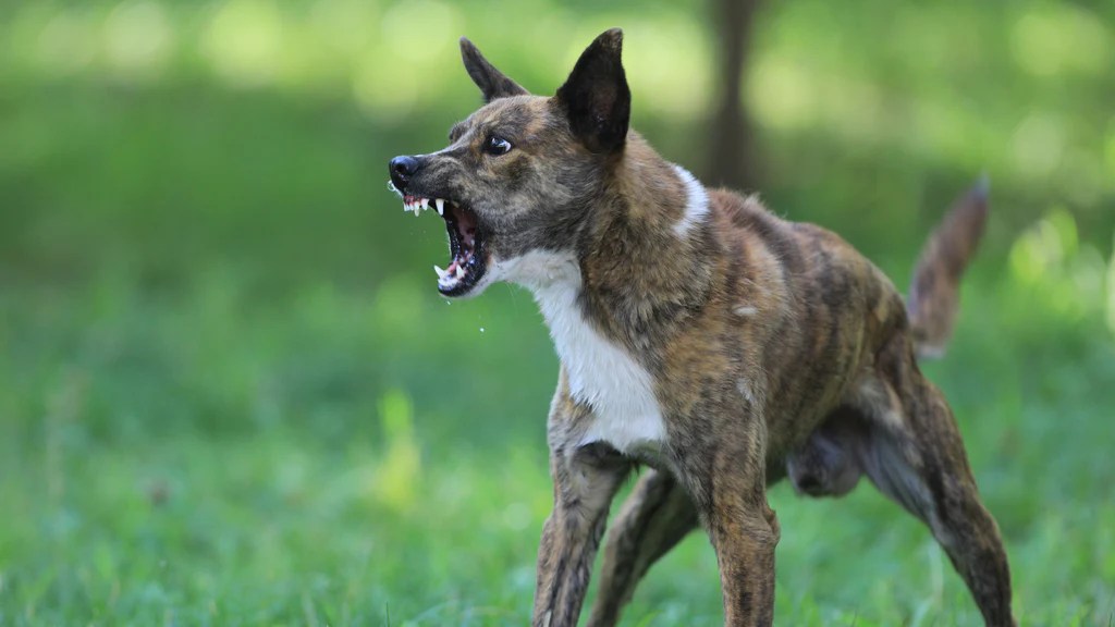 Addressing Aggression with Other Dogs or People Devil Dog Pet Co