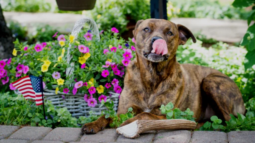 Deer Antler vs. Elk Antler for Dogs A Comprehensive Comparison Devil