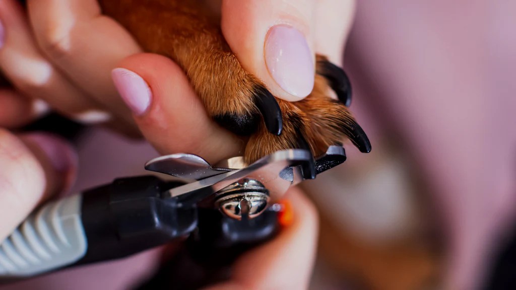 Cutting Dog's Nails That Are Black Expert Guide for Safe Trimming