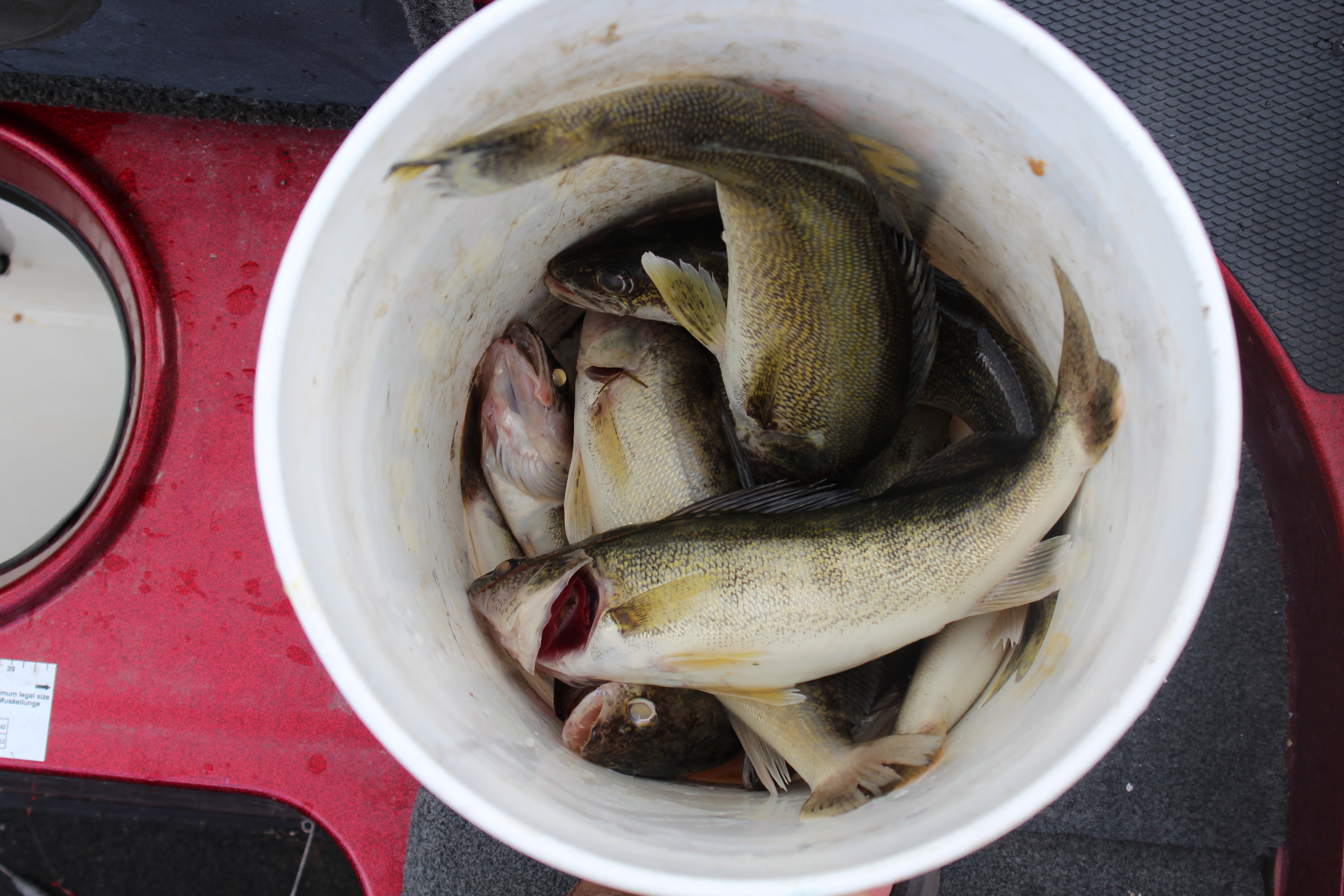 Thursday’s Weather and Solunar Forecast Devils Lake Fishing Report