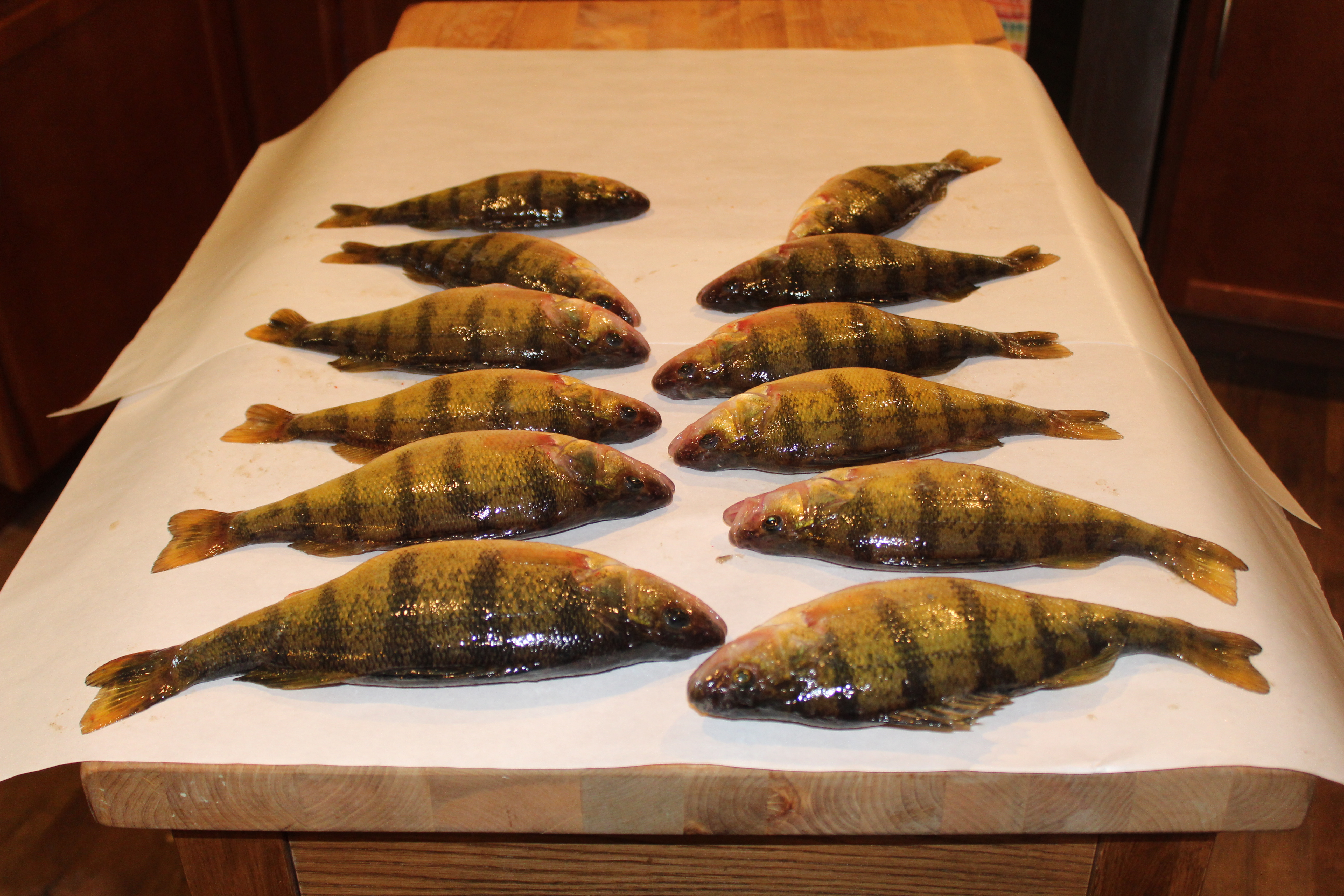 Perch, Perch Alert!! Devils Lake Fishing Report