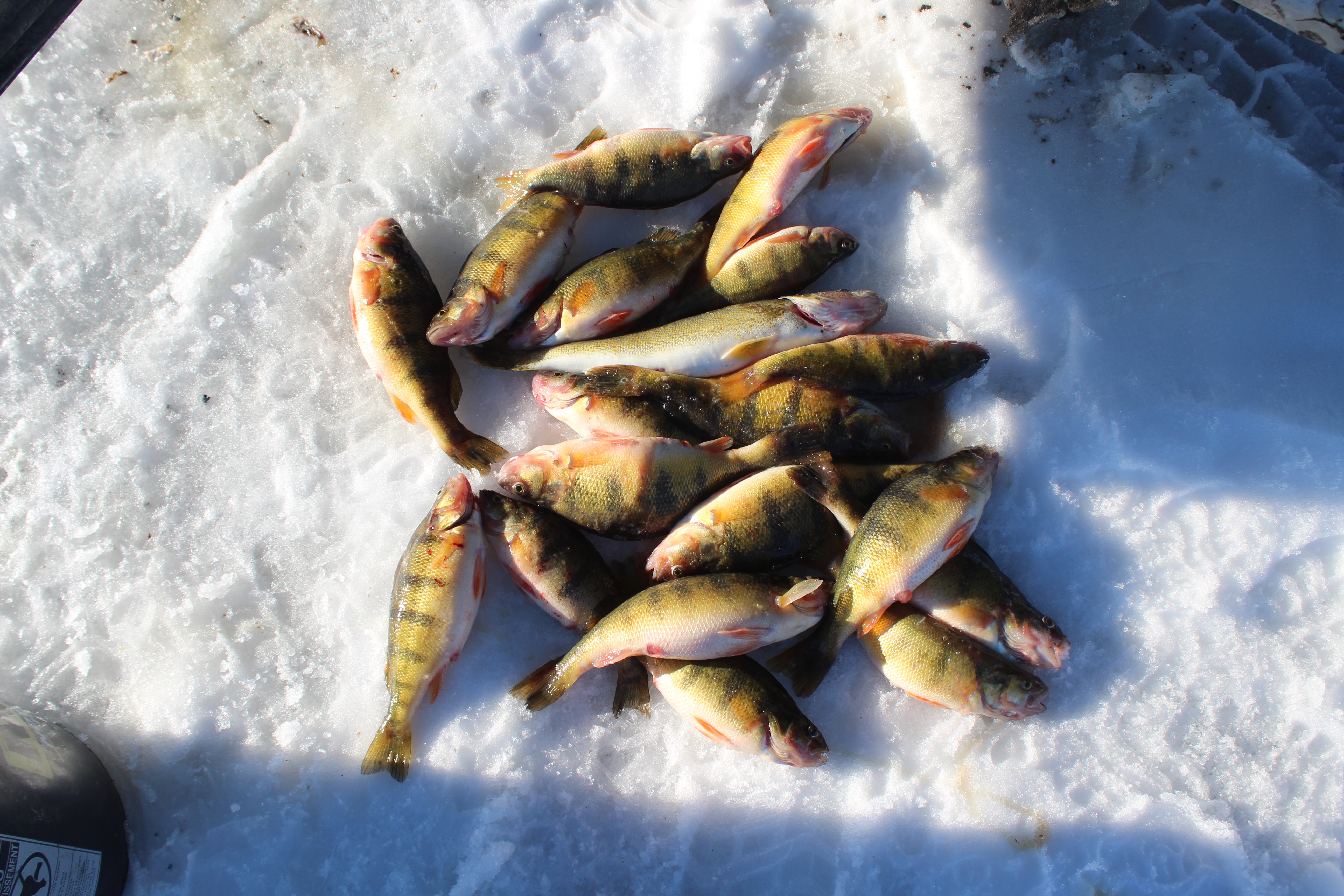 Jumbo Perch Alert!! Devils Lake Fishing Report
