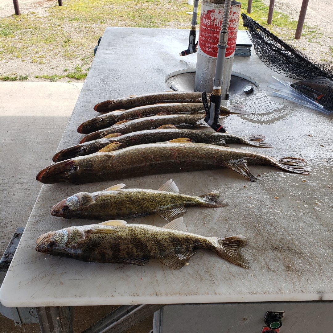 Tag Along Search= Lotsa Pike, A few Big Eyes! Devils Lake Fishing Report