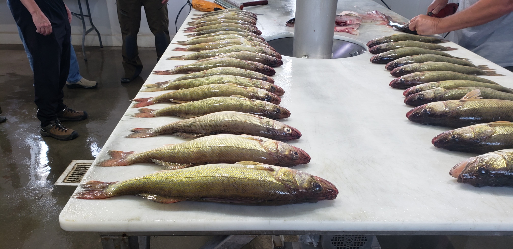 Monday Weekly Fishing Report July 10th! Devils Lake Fishing Report