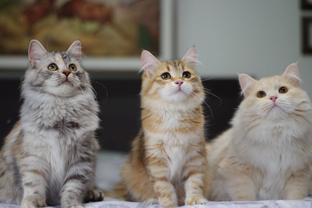 About Siberian Forest Cats