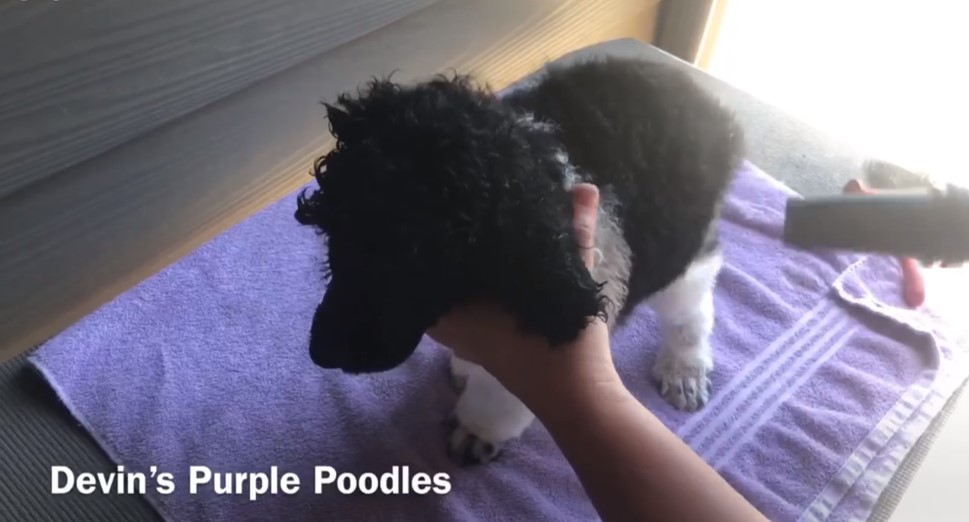 Puppy Development Devin's Purple Poodles