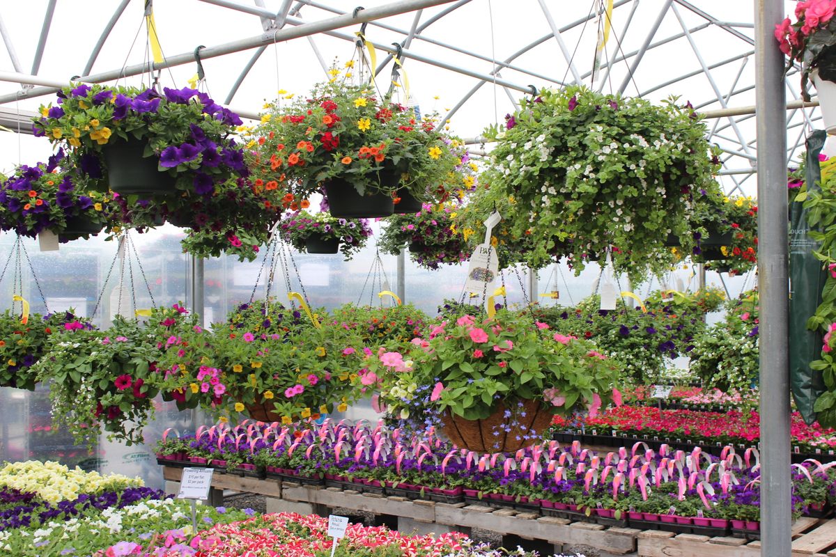 Garden Nursery Annuals, Shrubs & Trees Devitts Garden Center