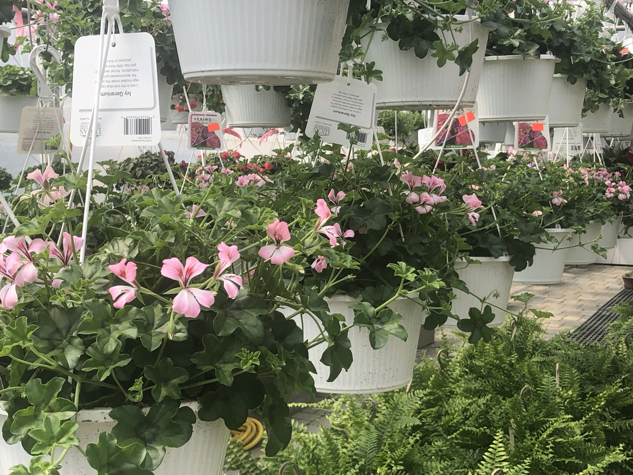 LP Mothers Day Gift Certificate Devitts Nursery New Windsor NY